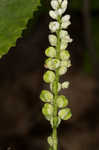 Seneca snakeroot